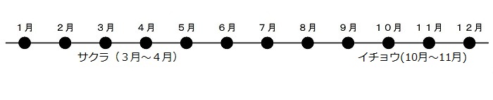 さくらの花が3がつから4がつに咲きます。いちょうがが10がつから11がつにこうようします。