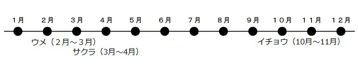 うめが2がつから3がつ、さくらが3がつから4がつにさきます。いちょうが10がつから11がつにこうようします。