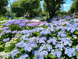 花3