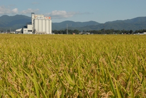 美郷町の稲作風景